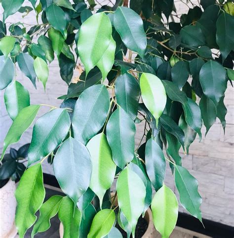 Фикус бенджамина: уход в домашних условиях, пересадка | ivd.ru