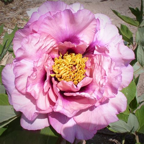 Wisteria Reflections American Peony Society