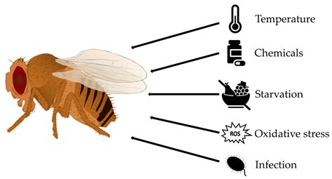 Drosophila Melanogaster