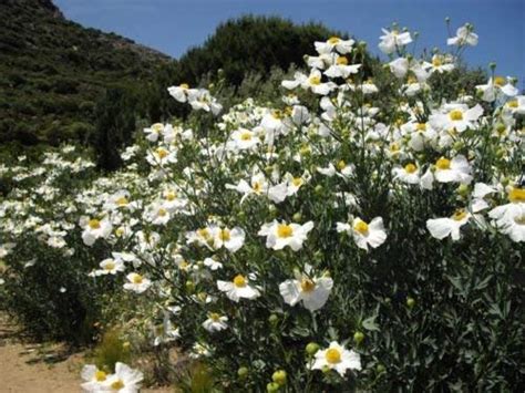Romneya Coulteri How To Grow And Care