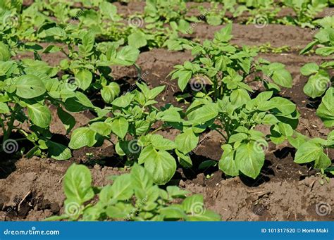 Campo Da Batata Os Tiros Verdes Das Batatas Foto De Stock Imagem