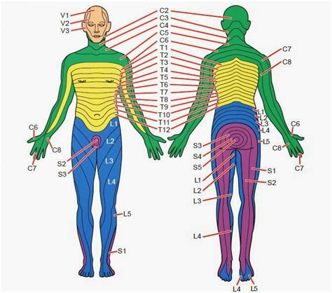 Dermatome Map Leg | www.pixshark.com - Images Galleries With A Bite!