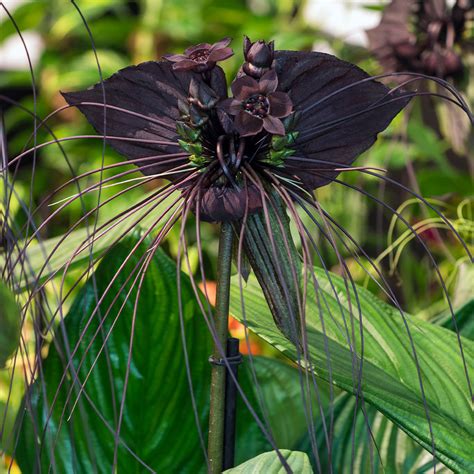 Tacca chantrieri - JParkers