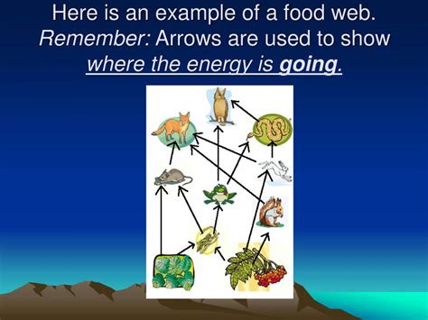 food chain food web powerpoint  learnpick india