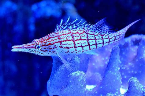 Longnose hawkfish care guide: size, feeding, & reef safe