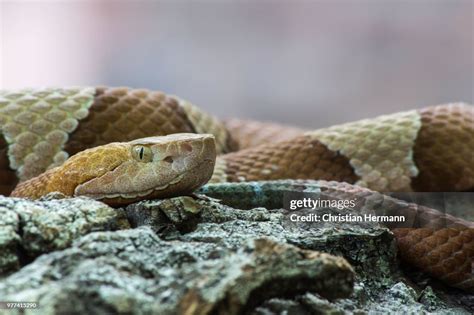 Lazy High-Res Stock Photo - Getty Images