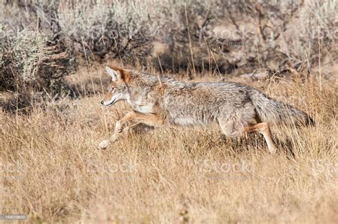 On The Prowl Stock Photo Download Image Now Coyote Activity