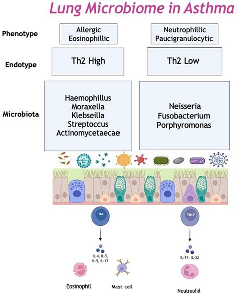 Frontiers | The role of the respiratory microbiome in asthma
