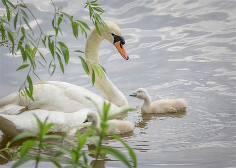 Swans On The Pond Photograph By Joni Eskridge Fine Art America