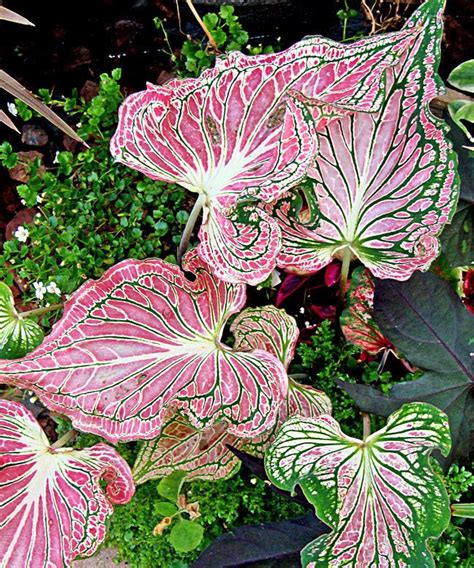 Caladium Varieties With Names And Pictures