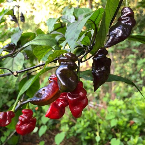 Bhut Jolokia X Pimenta De Neyde Seeds