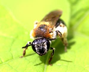 - Apoidea - Naturfakta