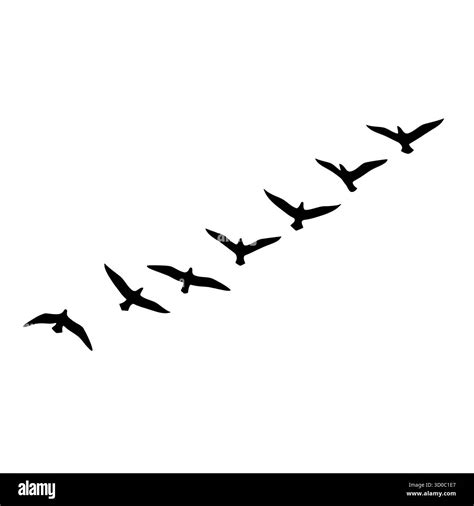 formation flight bird migration stock vector images alamy