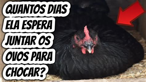 Quanto Tempo A Galinha Choca - Quantos dias pode deixar a galinha choca no ninho até juntar os ovos ...