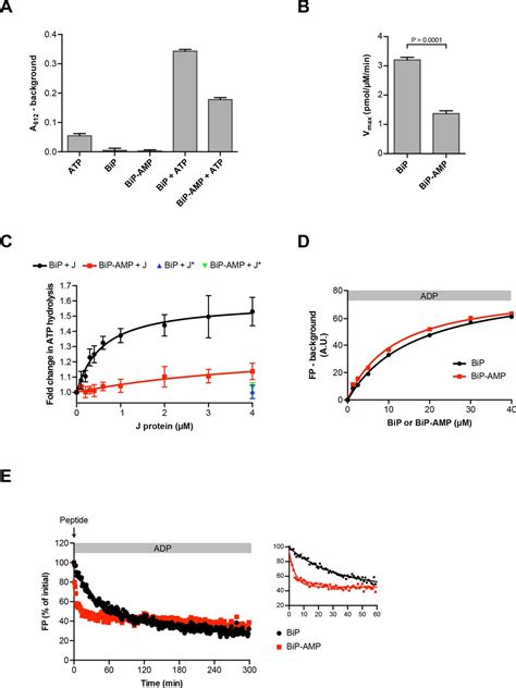 Figures And Data In AMPylation Matches BiP Activity To Client Protein