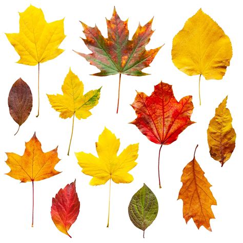 Premium Photo Colorful Autumn Leaves Set Isolated On White Background