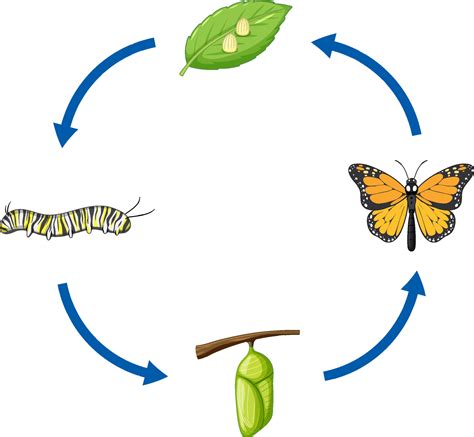 Butterfly Lifecycle Clipart