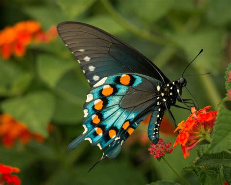 Butterfly Definition Biology at George Amies blog