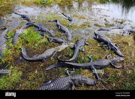Alligators Everglades National Park Homestead Florida US Stock Photo ...
