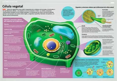 Material Gelatinoso Que Preenche O Interior Da Célula