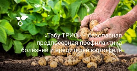«Табу ТРИО» – безопасная предпосевная профилактика болезней и ...