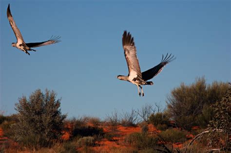 Fauna Friends Of The Great Victoria Desert