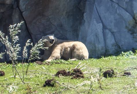 In Photos Polar Bears And Butterflies At Winnipegs Assiniboine Park Zoo