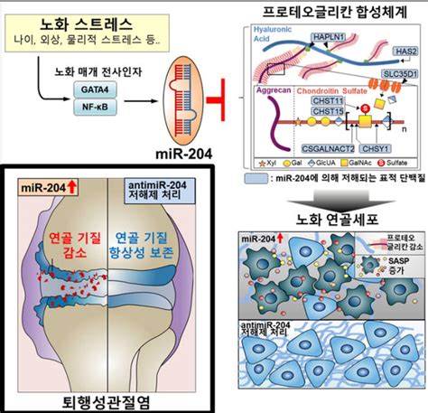 국내 연구진 노화와 퇴행성 관절염간 연결고리 밝혀내 전자신문