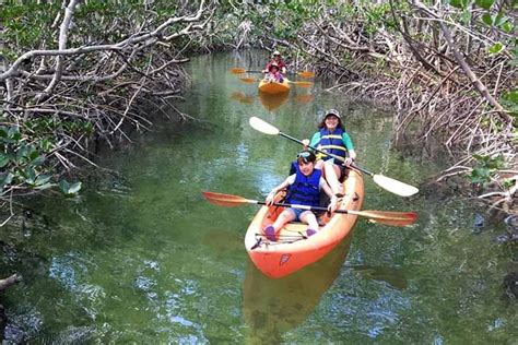 Mangroves & Manatees Guided Eco-Tour - Florida Keys Plus