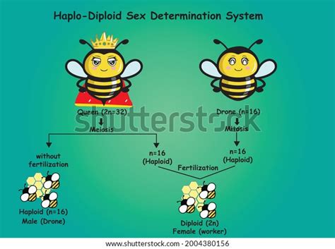 Haplo Diploid Sex Determination System Honey Bees Stock Vector Royalty Free