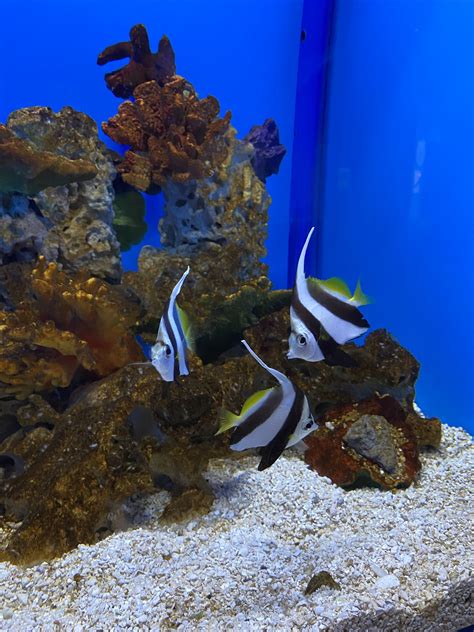 Schooling Bannerfish Zoochat