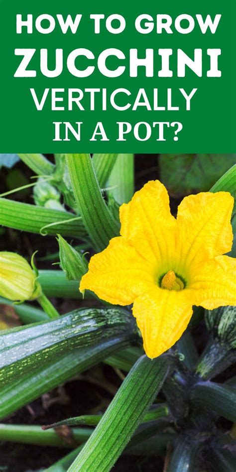 How To Grow Zucchini Vertically In A Pot Artofit