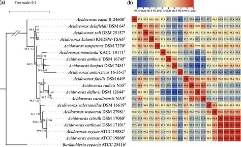 The phylogenetic tree based on the 16S rRNA gene showing the ...
