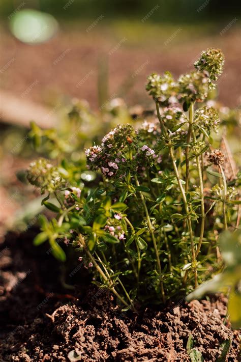 Premium Photo | Thyme in the garden Young thyme bush with soil