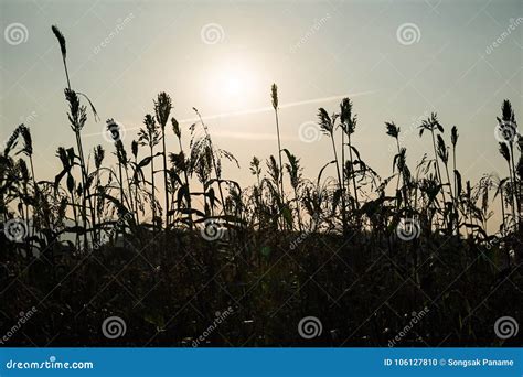 Field of Sorghum or Millet with Sunset Stock Photo - Image of organic ...