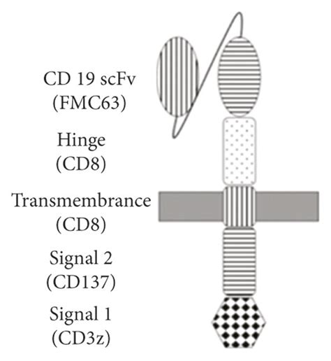 Schematic Diagrams Of Chimeric Antigen Receptor Car Structures A