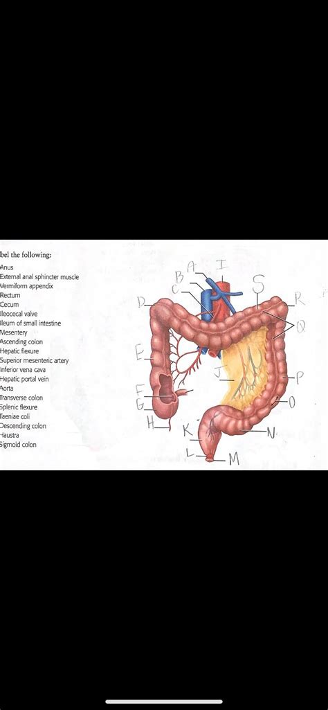 Solved B R R Bel The Following Anus External Anal Chegg