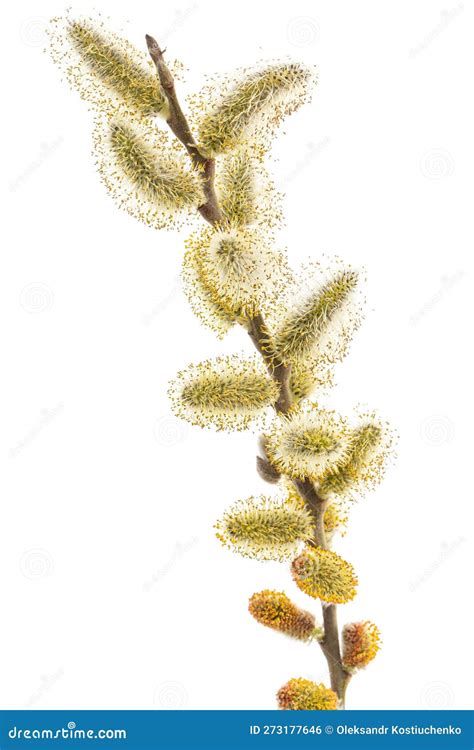 Blossoming Pussy Willow Twig Isolated On White Background Stock Photo Image Of Catkin Nature
