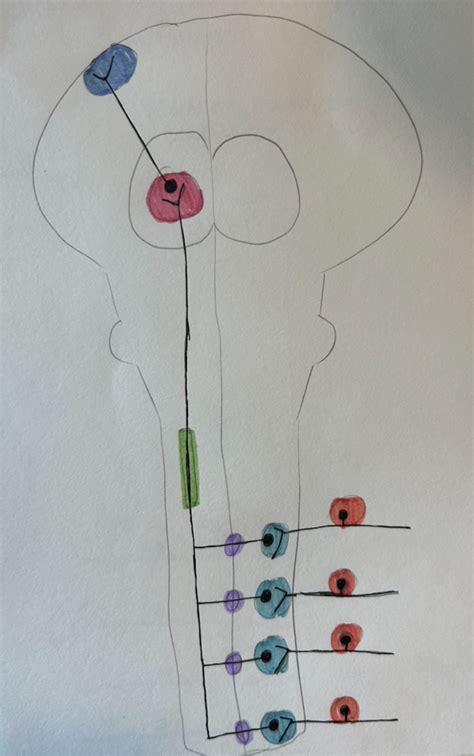 Spinothalamic Path Diagram Quizlet