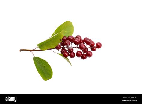 Prunus Virginiana Fruit