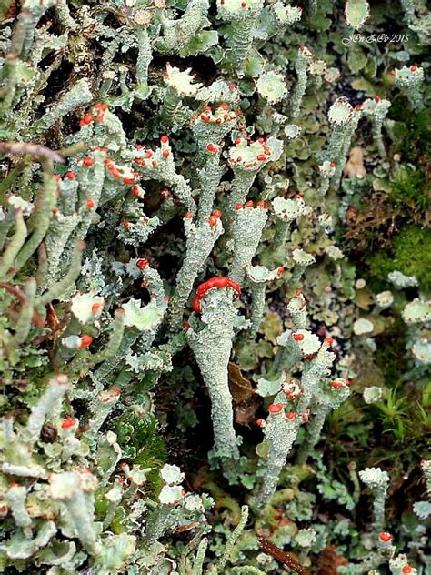 Nahuby sk Fotografia dutohlávka červcová Cladonia coccifera L Willd