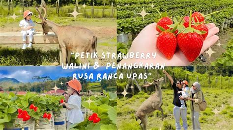 PETIK STRAWBERRY CIWIDEY RUSA RANCA UPAS Strawberry Walini