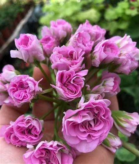 Пеларгония Ю Мерлезон 2 | Festima.Ru - Мониторинг объявлений