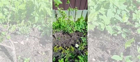 Смородина Добрыня купить в Москве | Товары для дома и дачи | Авито