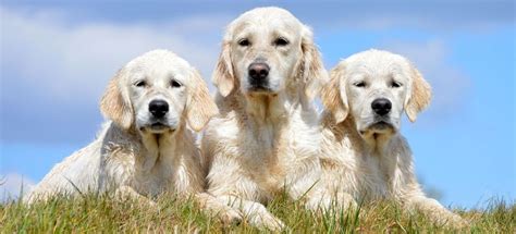 O Rasie Golden Retriever Wi An Wa Hodowla Psów Rasy Golden Retriever
