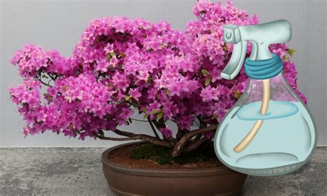 Рододендрон кімнатний: посадка і догляд вдома, як доглядати за квіткою ...