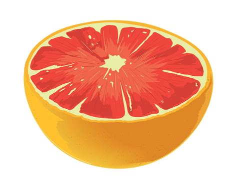 Tangelo Fruit Realistic 11407596 Vector Art At Vecteezy
