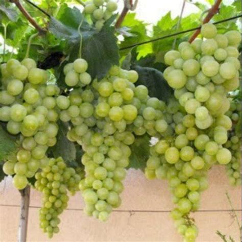 Pokok Anggur Hijau Hybrid Lazada