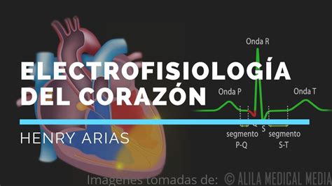 Electro Fisiología del corazón YouTube