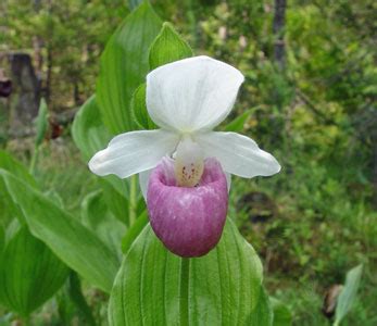 Maine Natural Areas Program Lady S Slippers In Maine Slipper Plant